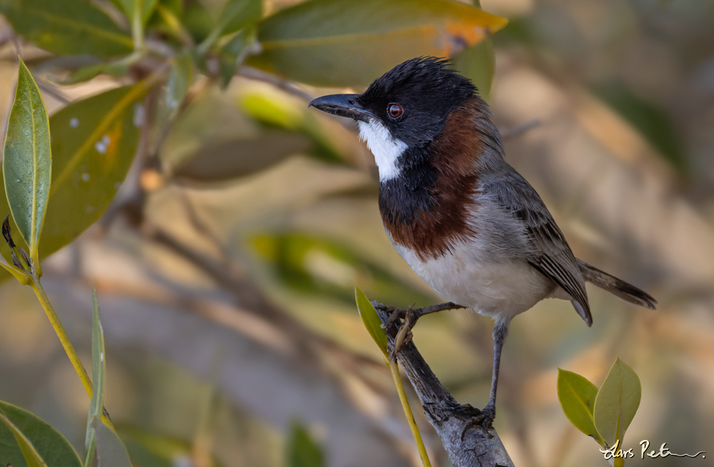 White-breasted Whistler