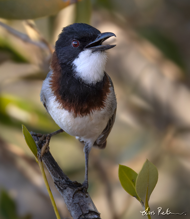 White-breasted Whistler