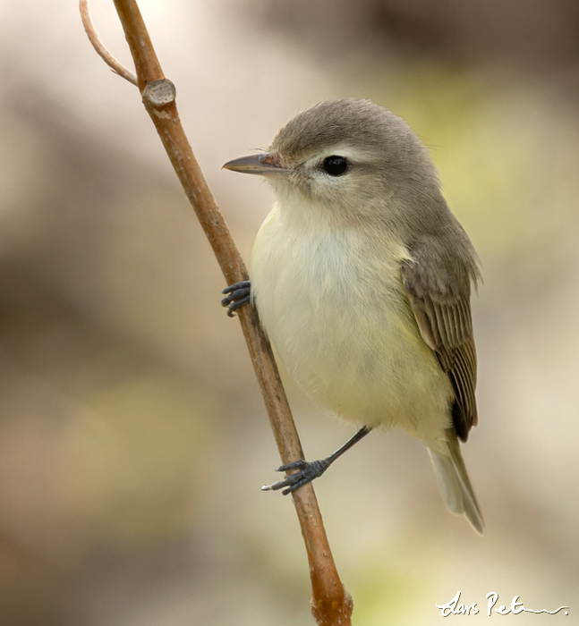 Warbling Vireo