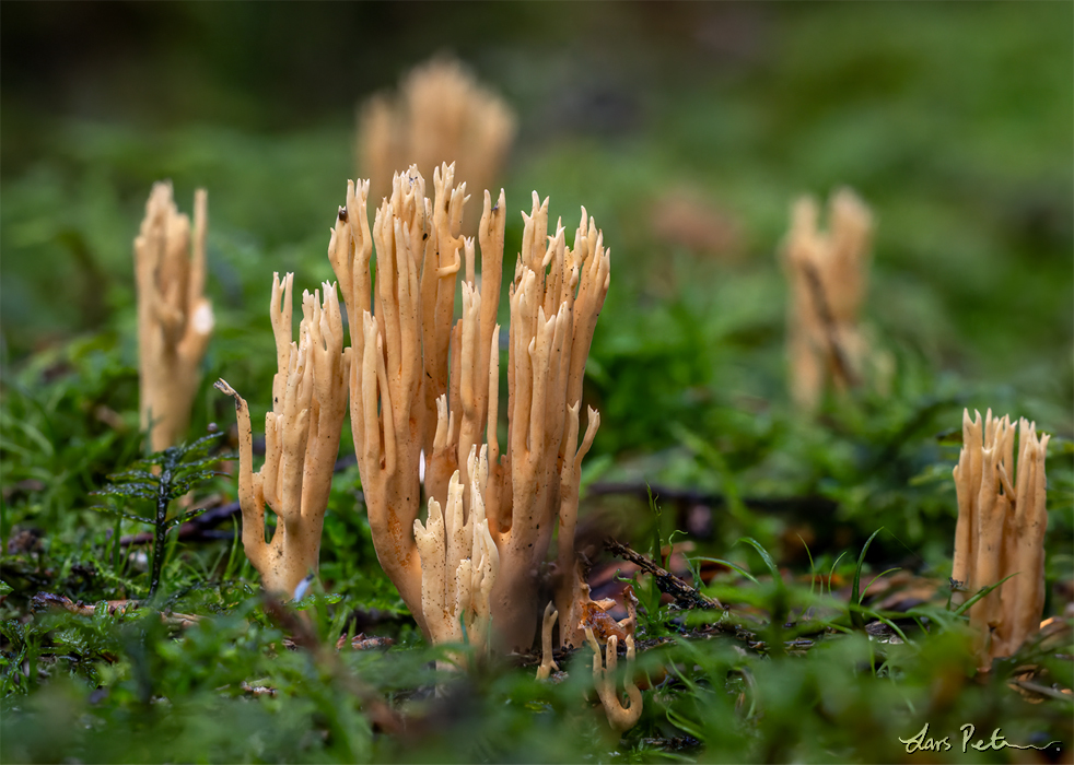 Spruce Coral Fungus