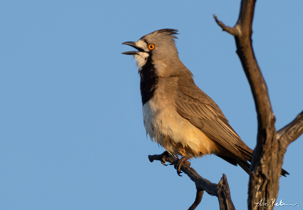 Crested Bellbird