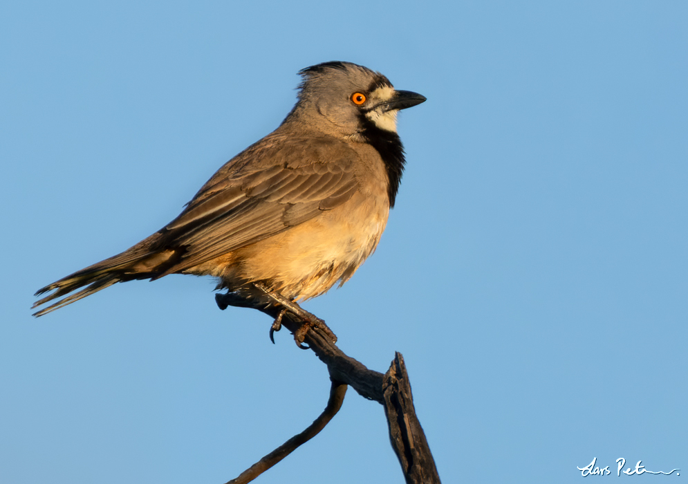 Crested Bellbird