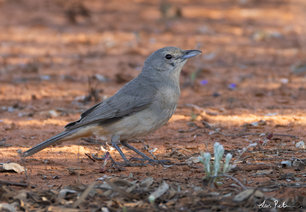 Grey Shrikethrush