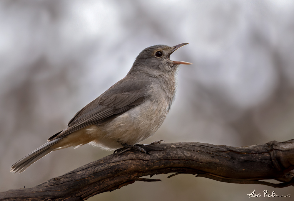 Grey Shrikethrush