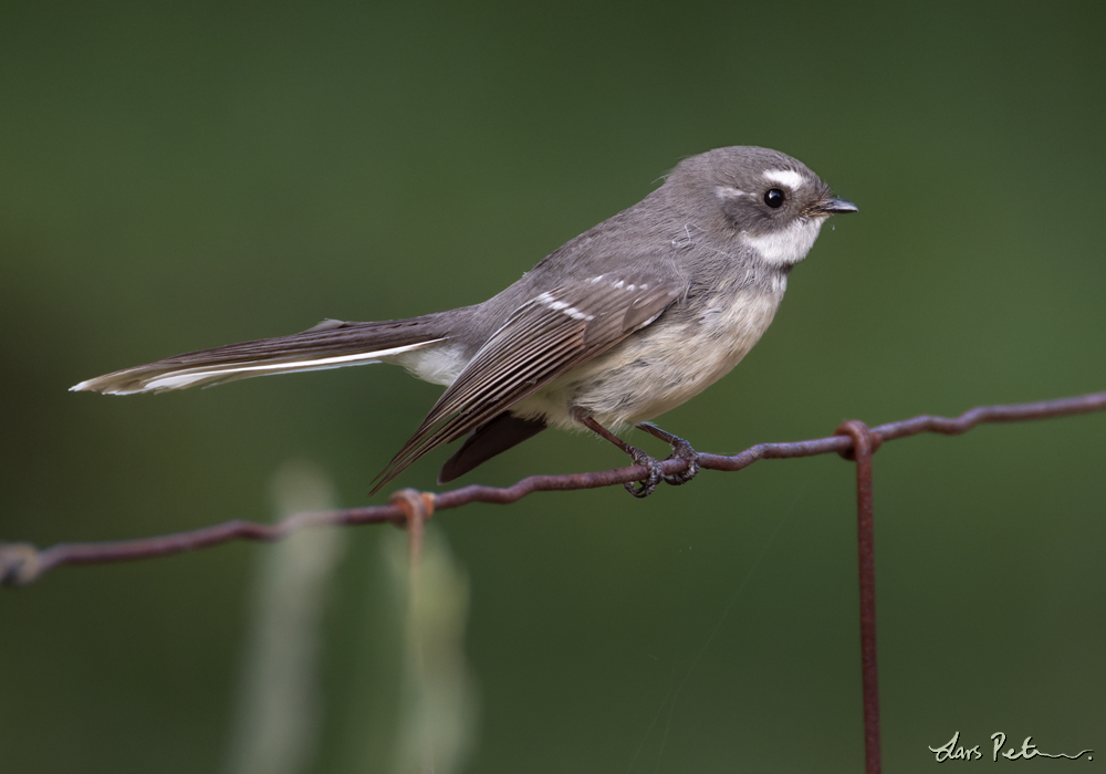 Grey Fantail