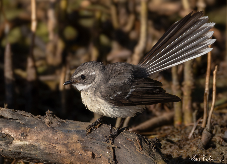 Mangrove Fantail