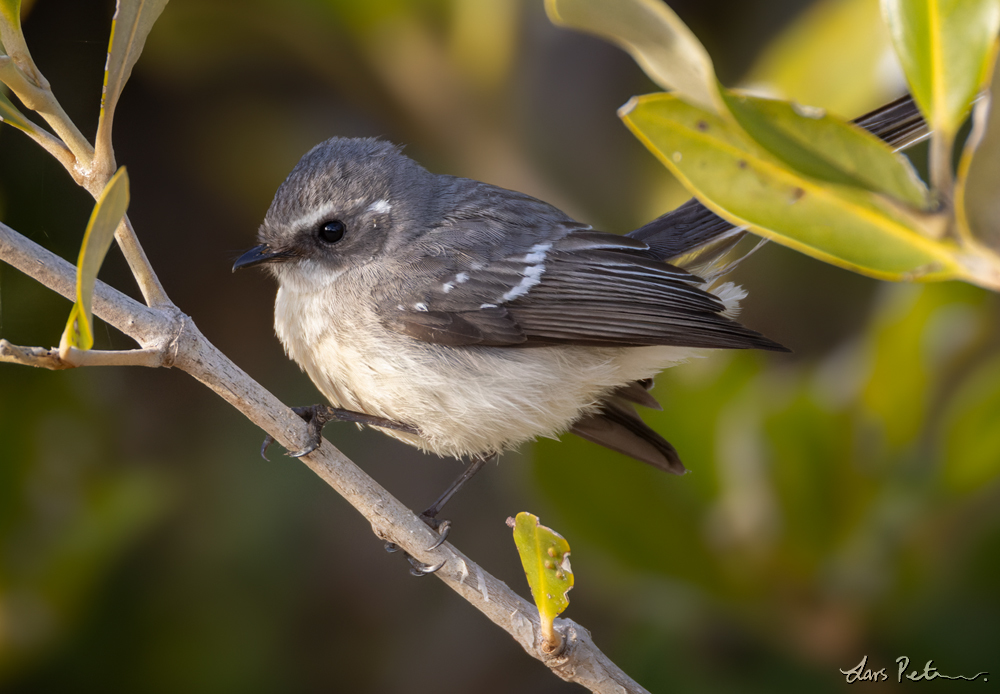 Mangrove Fantail