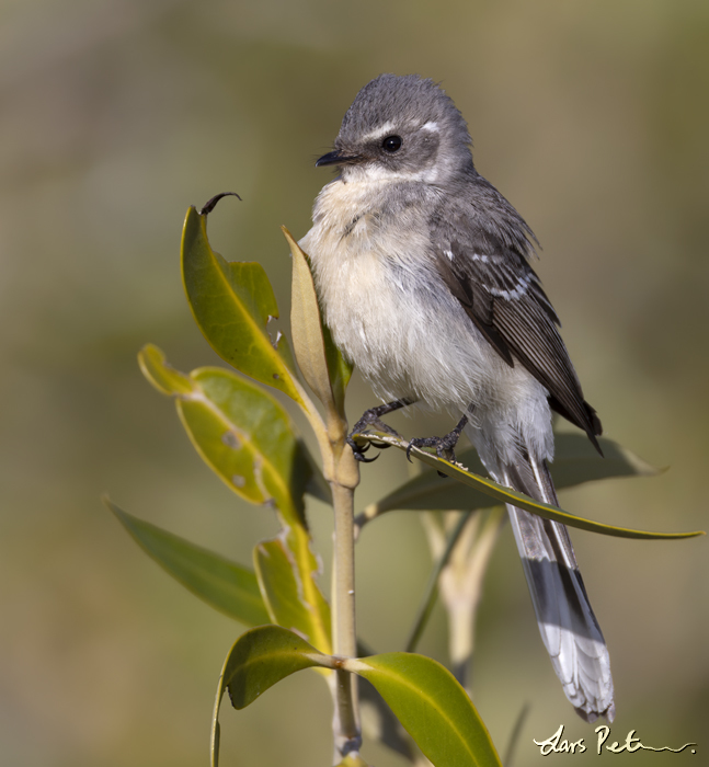 Mangrove Fantail