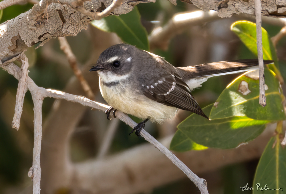 Mangrove Fantail