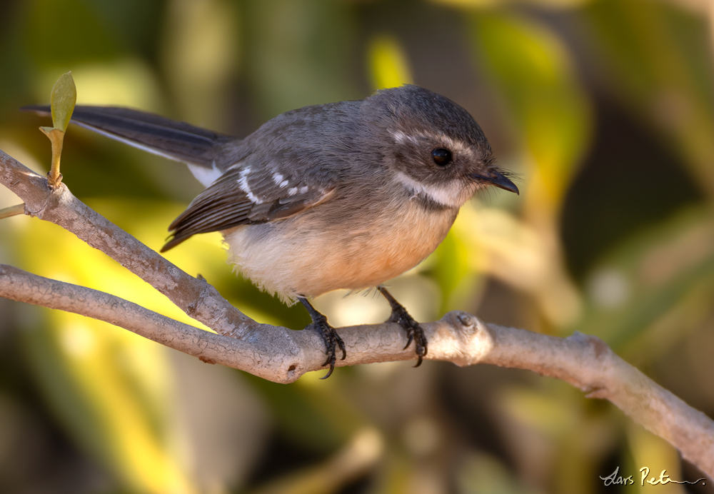 Mangrove Fantail