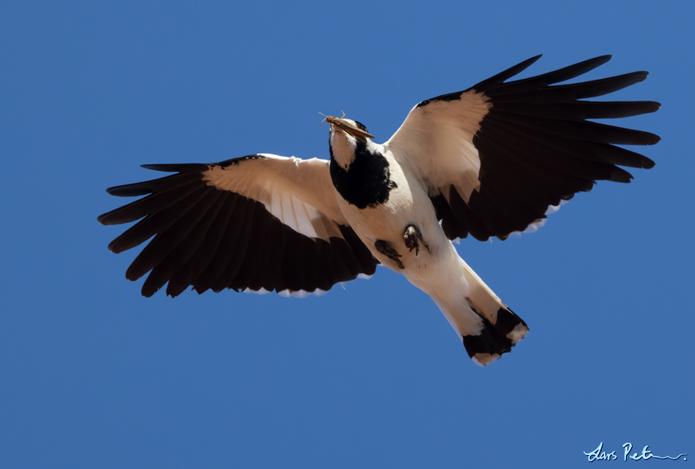 Magpie-lark