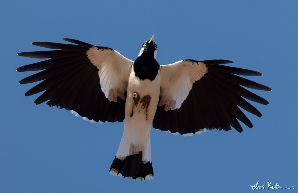 Magpie-lark