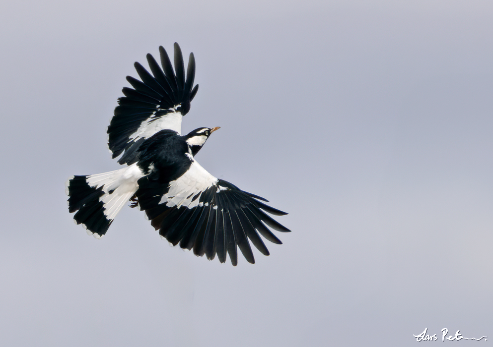 Magpie-lark