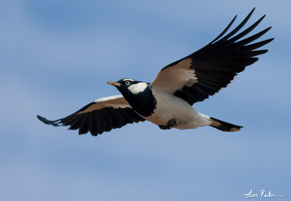 Magpie-lark