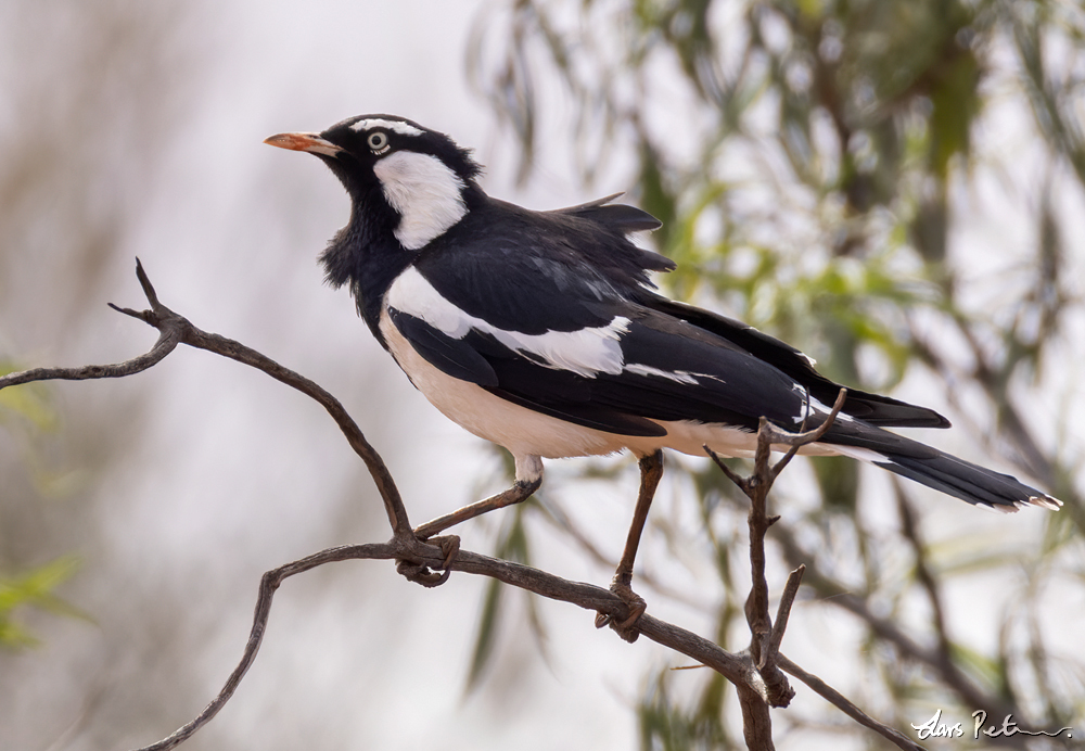 Magpie-lark