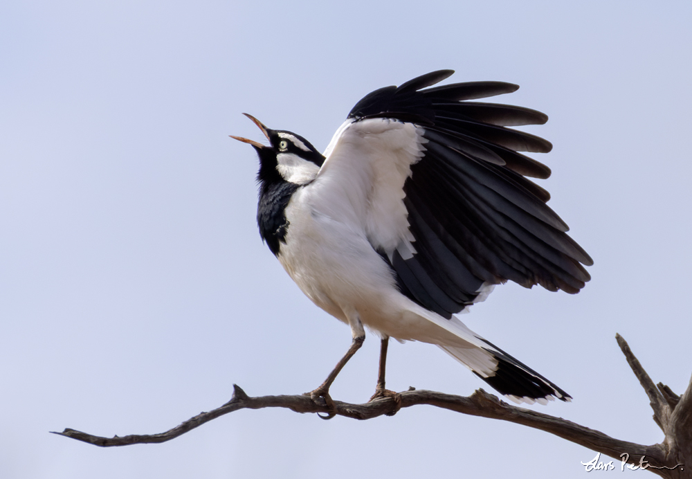 Magpie-lark