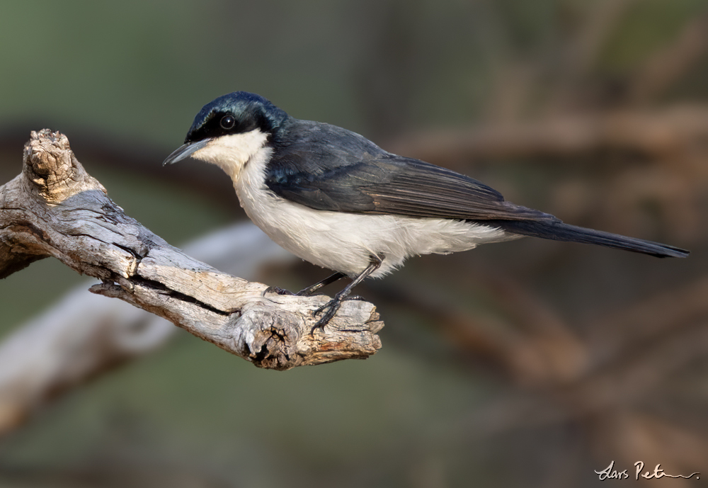 Restless Flycatcher