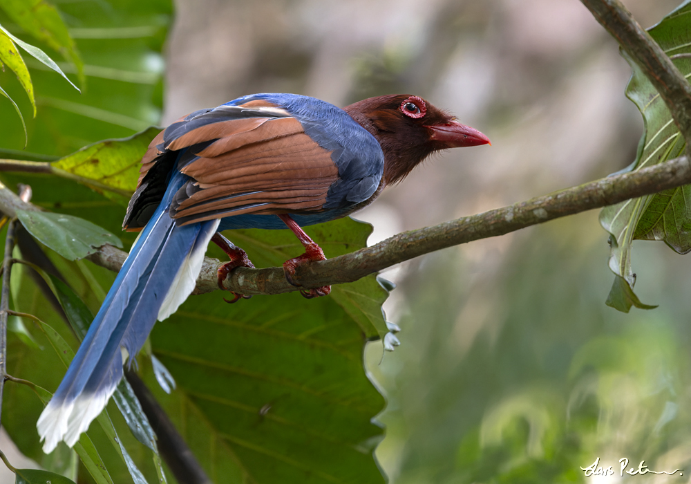 Sri Lanka Blue Magpie