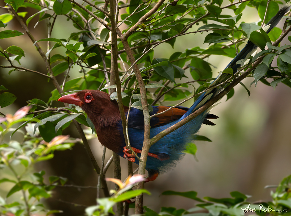 Sri Lanka Blue Magpie