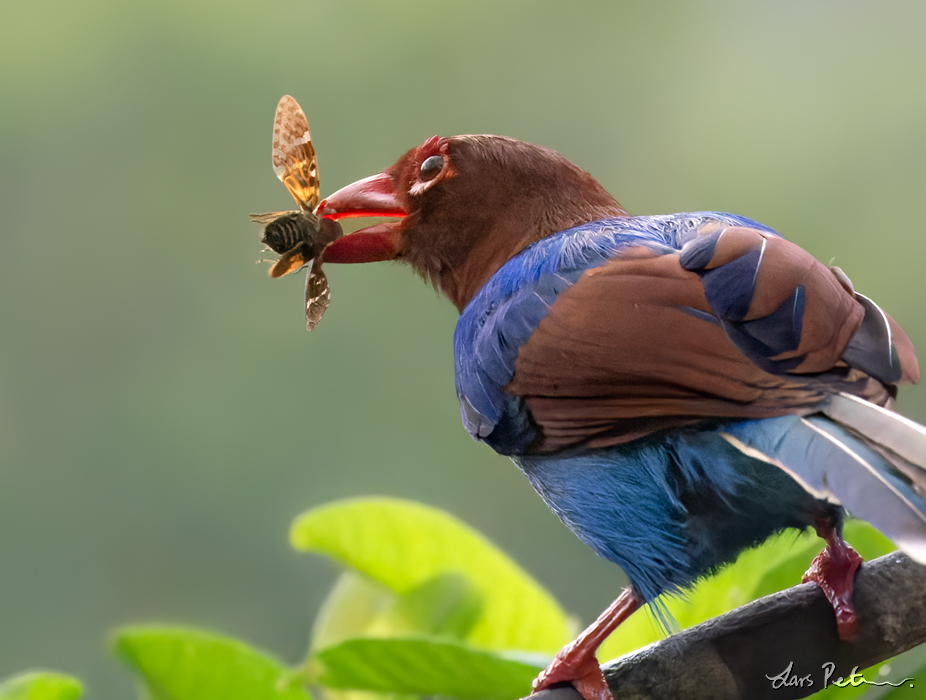 Sri Lanka Blue Magpie