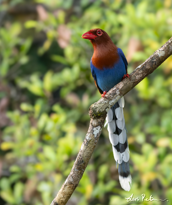 Sri Lanka Blue Magpie