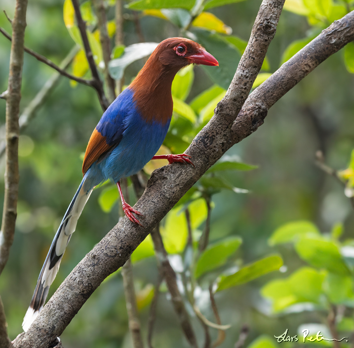 Sri Lanka Blue Magpie