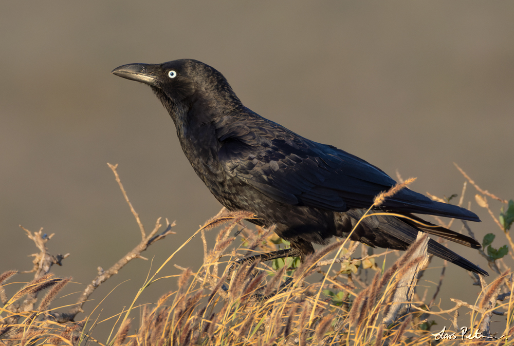 Torresian Crow