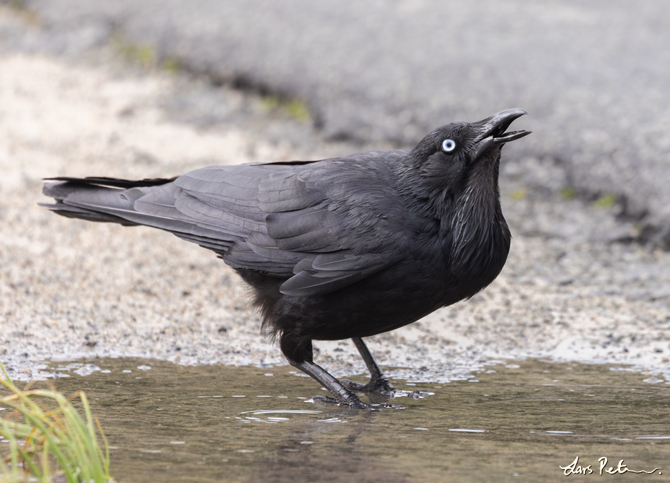 Australian Raven