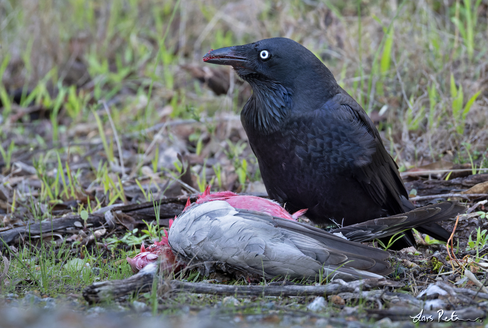 Australian Raven