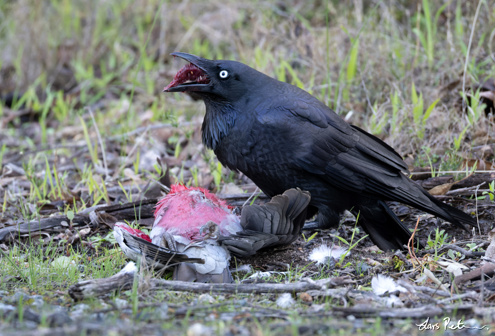 Australian Raven