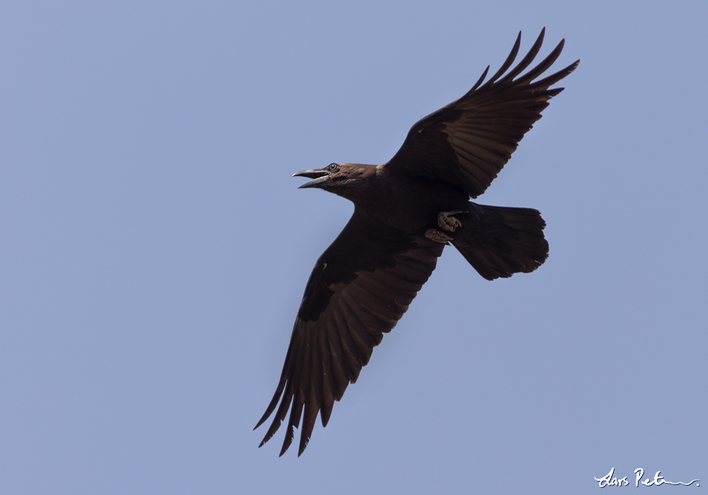 Brown-necked Raven