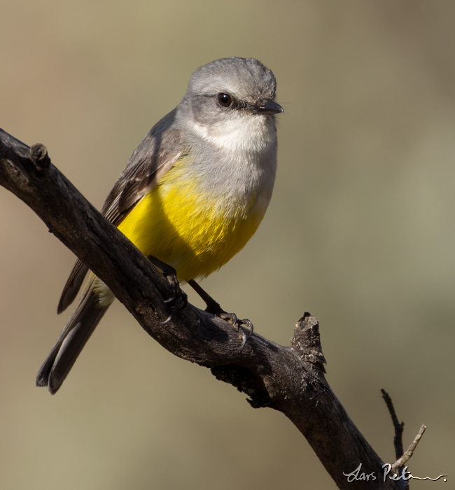 Western Yellow Robin