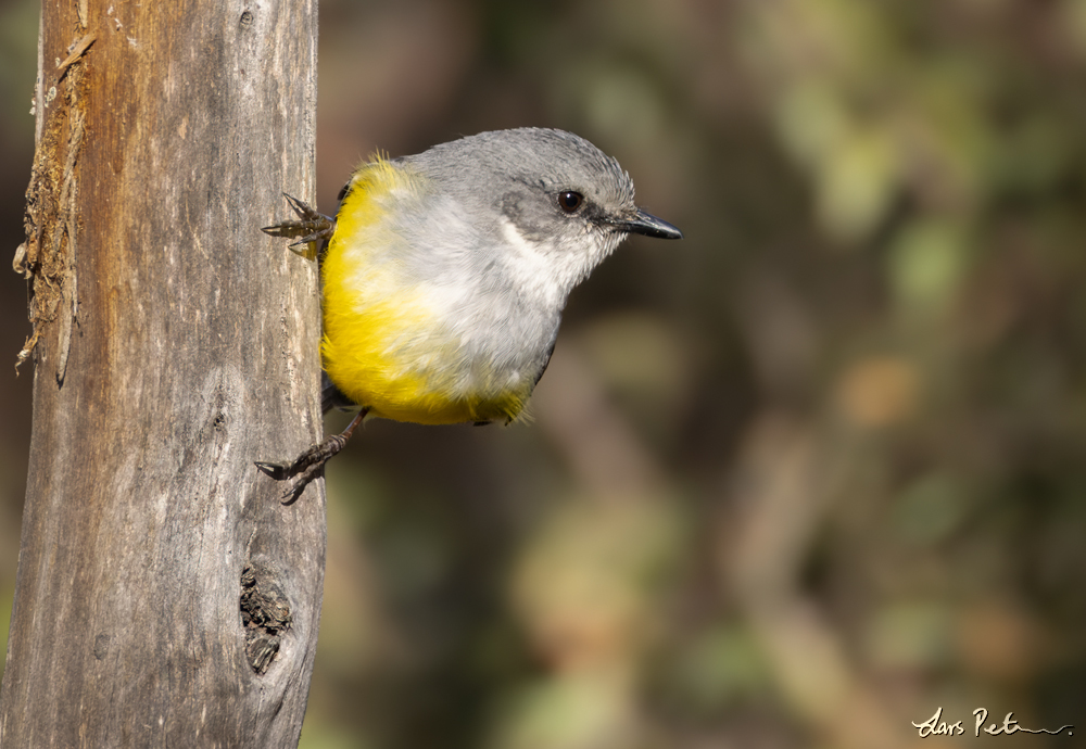 Western Yellow Robin