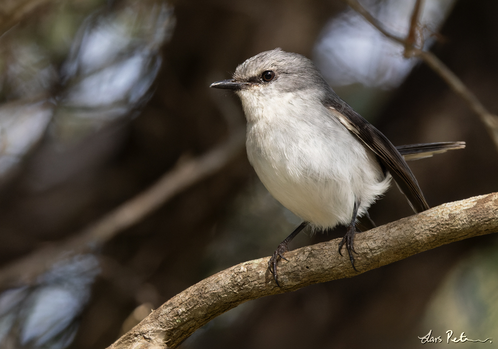 White-breasted Robin