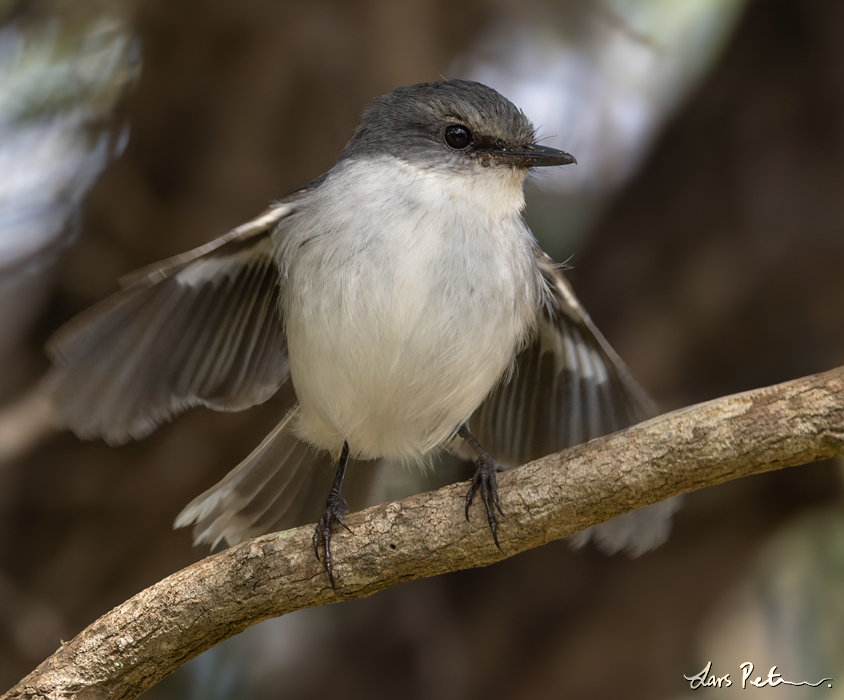 White-breasted Robin