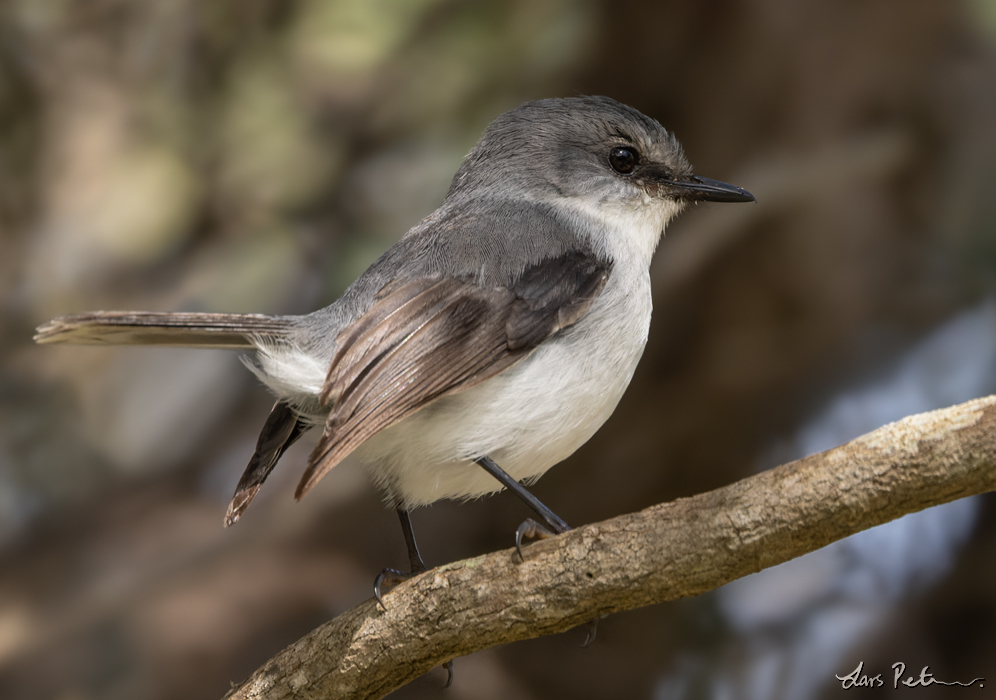 White-breasted Robin