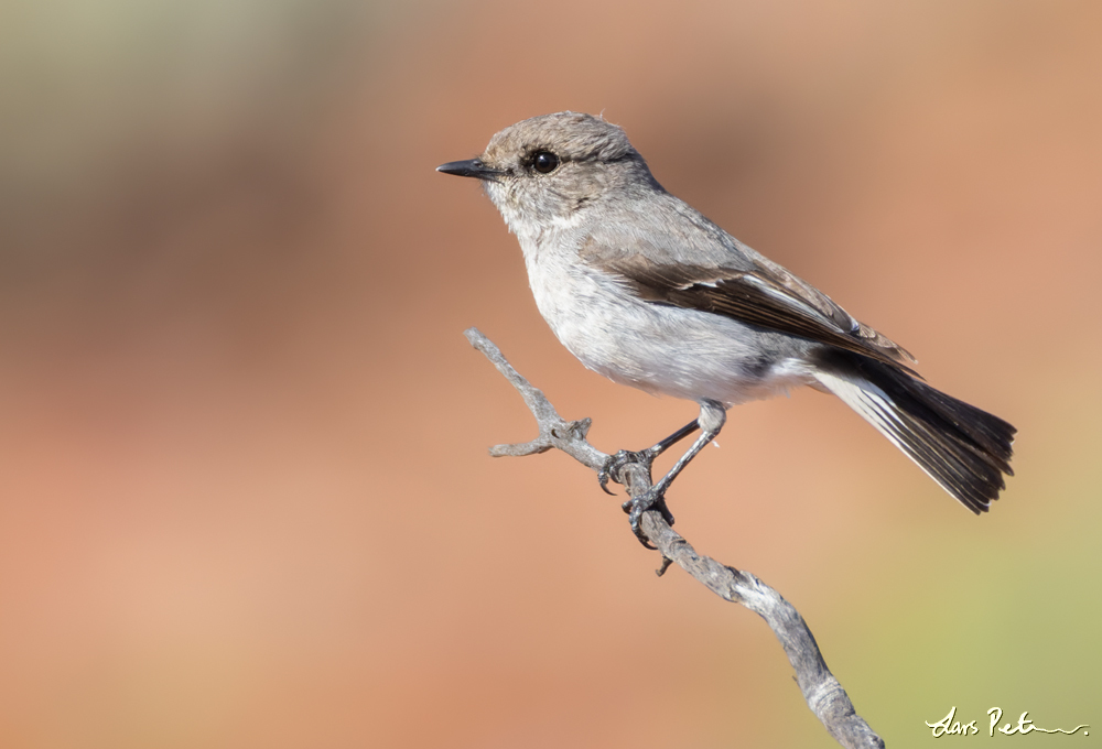 Hooded Robin