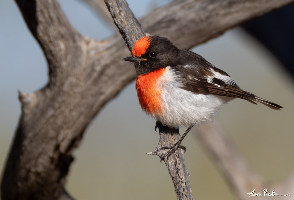 Red-capped Robin