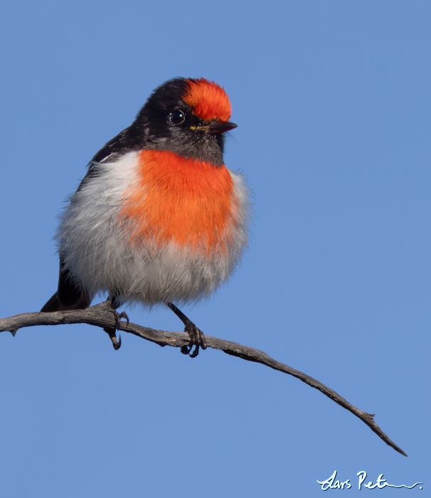 Red-capped Robin