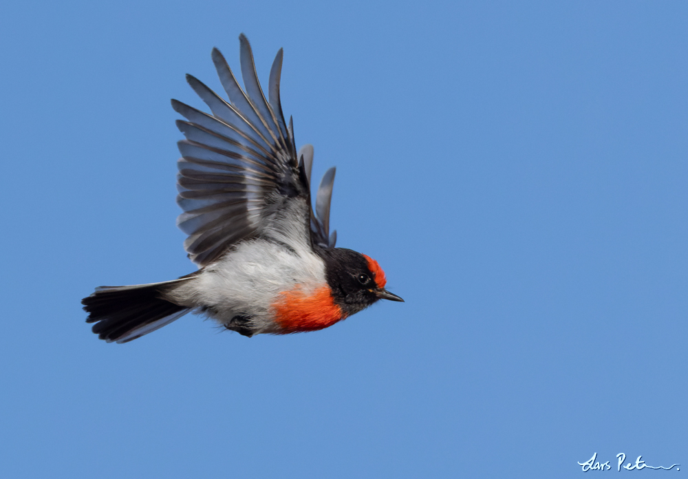 Red-capped Robin