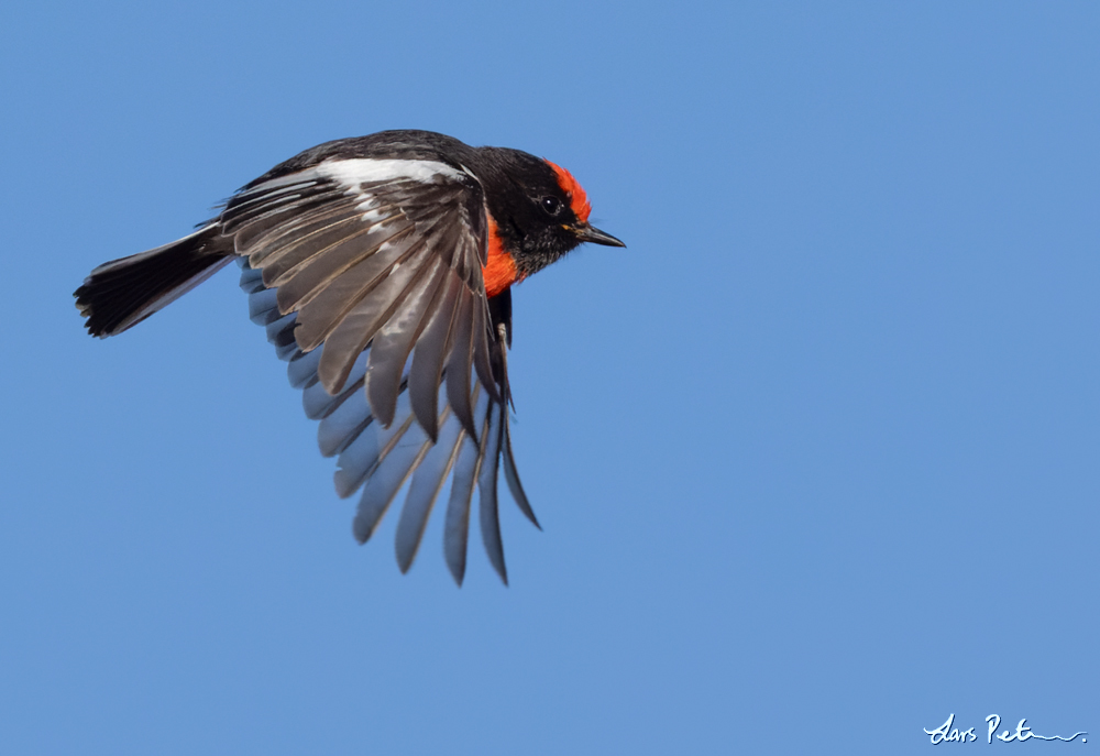 Red-capped Robin