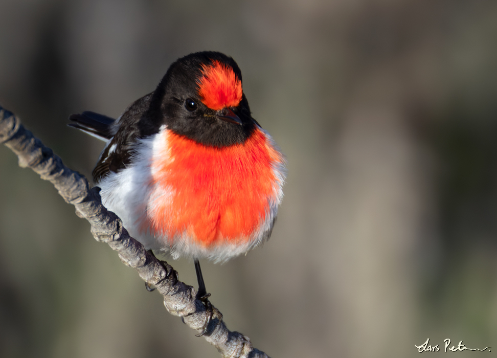 Red-capped Robin