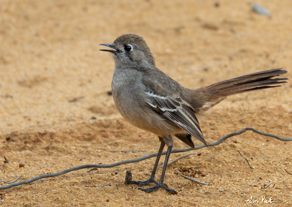 Southern Scrub Robin