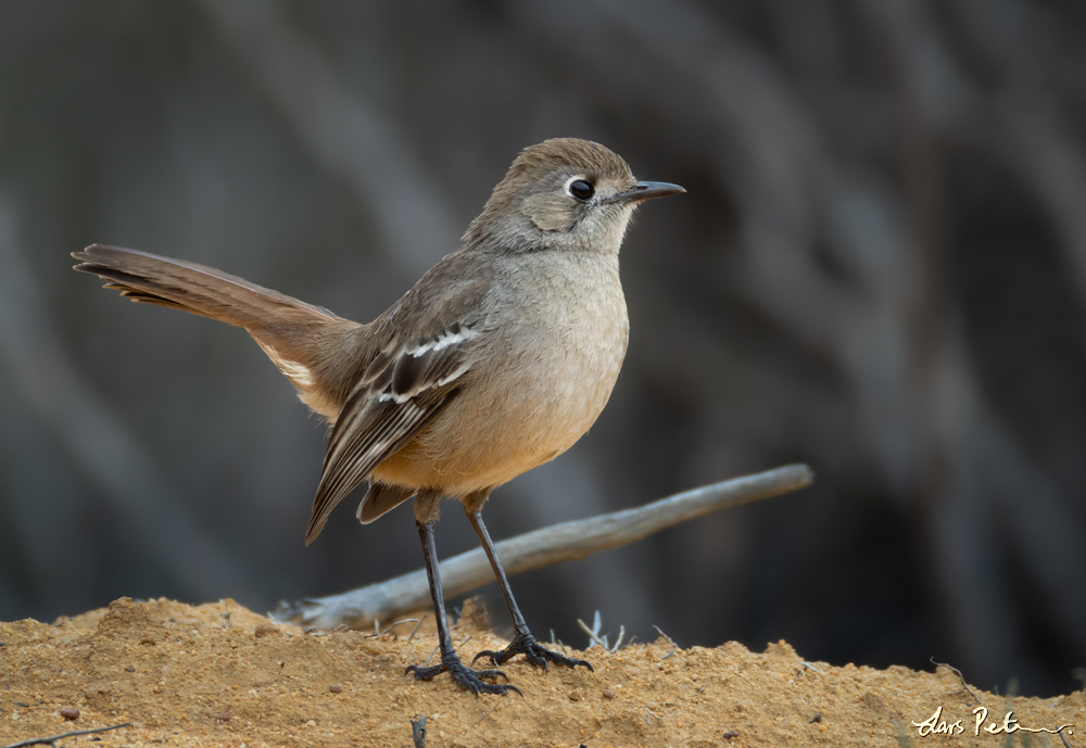 Southern Scrub Robin