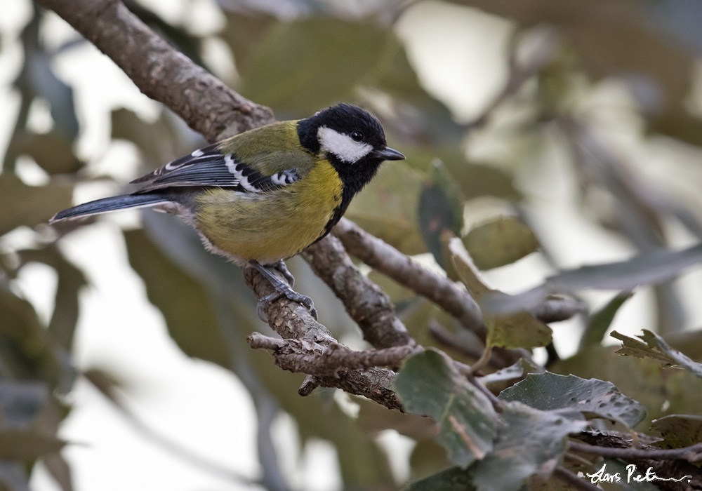 Green-backed Tit