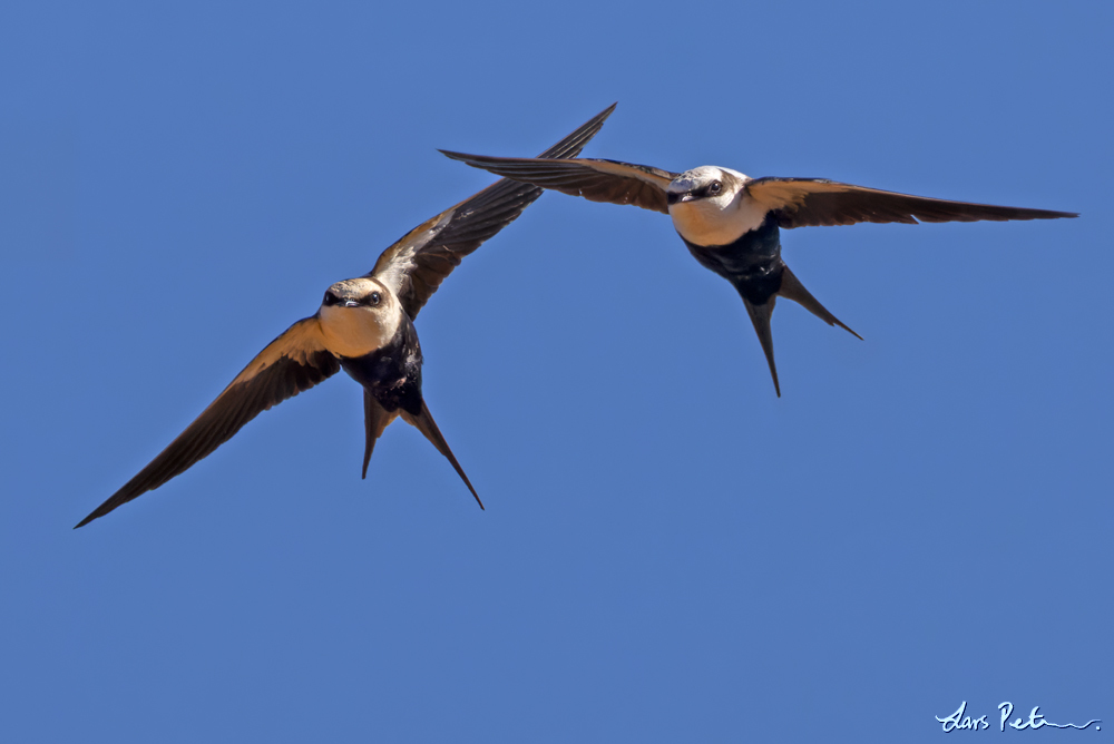 White-backed Swallow