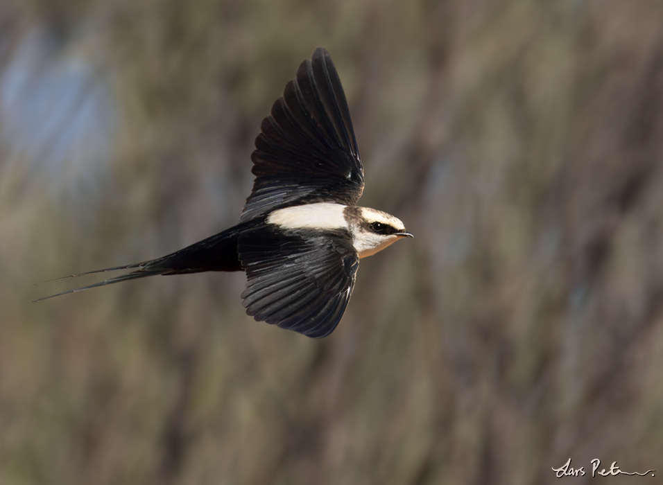 White-backed Swallow