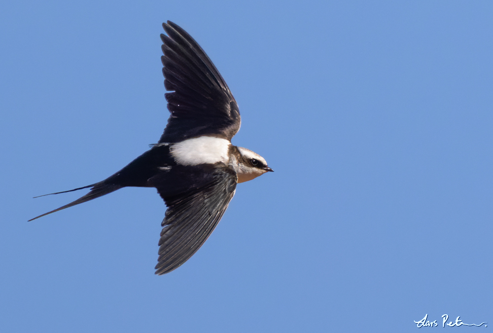 White-backed Swallow