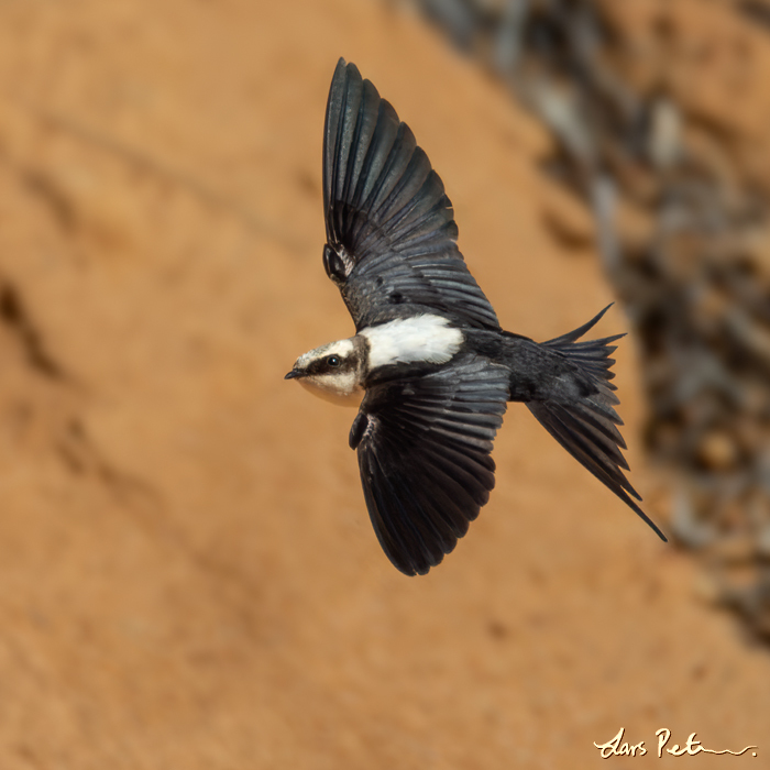 White-backed Swallow