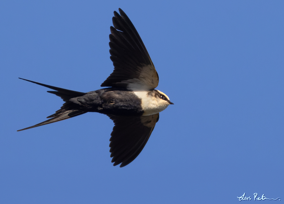 White-backed Swallow